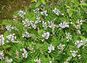 經過殺蟲燈 防治后的黃芪